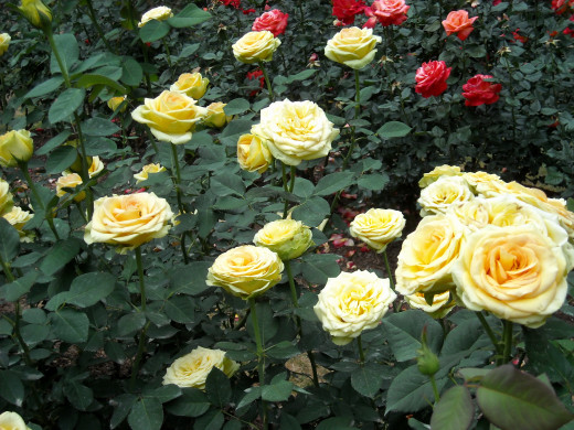 621693 (a): :2600x1950